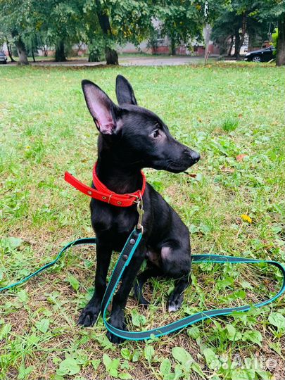 Щенок мальчик