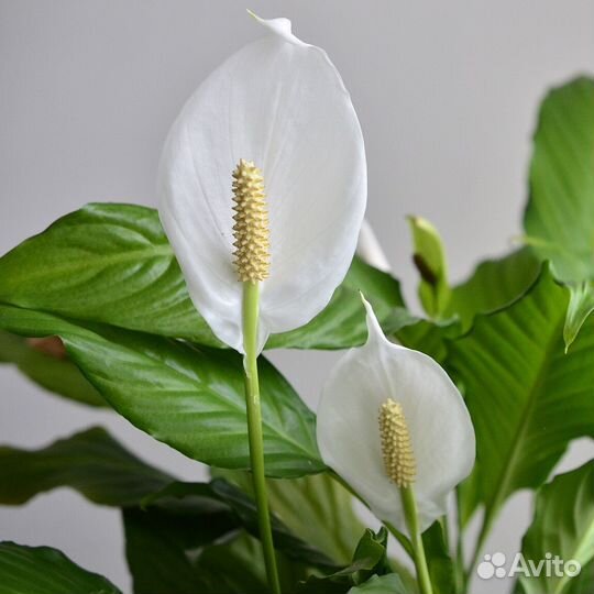 Спатифиллум, Кордилина, Эпифиллум оксипеталум