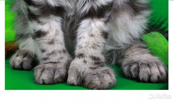 Мейнкунята и мейн кун на вязку