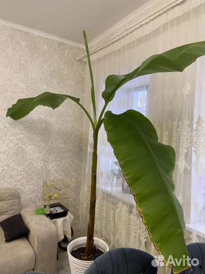 Банановая пальма