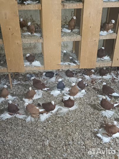 Армавирские белоголовые. Лысые