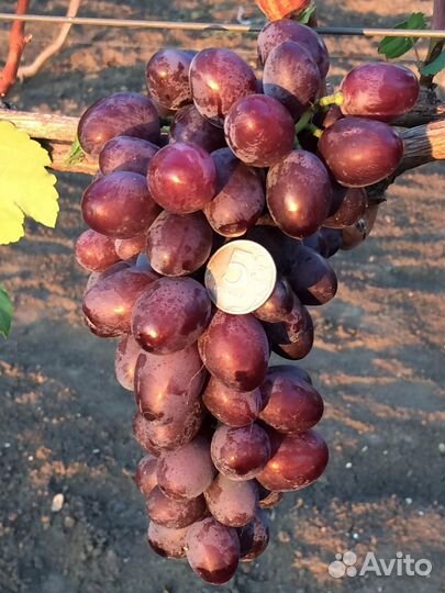 Черенки винограда