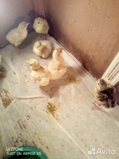 Индюшата от домашних индюков