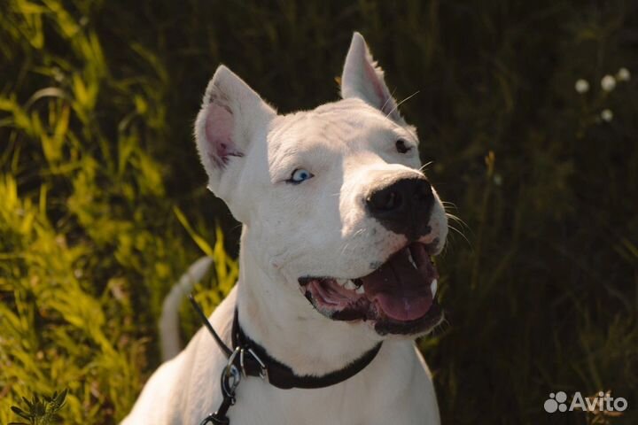 Собака для фотосессии