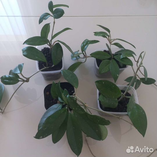 Хоя карноза Звёздная пыль