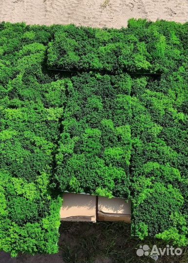 Ягель Королевский премиум moss