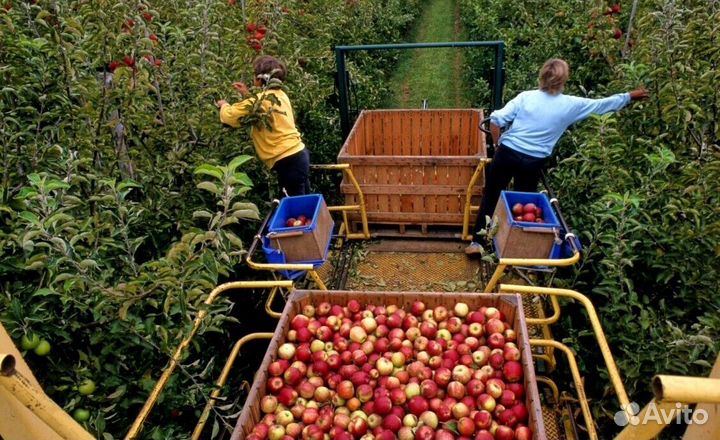 Работа Сборщиком яблок. Вахта