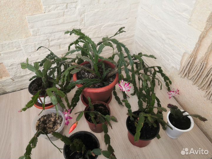 Комнатные цветы цветущие