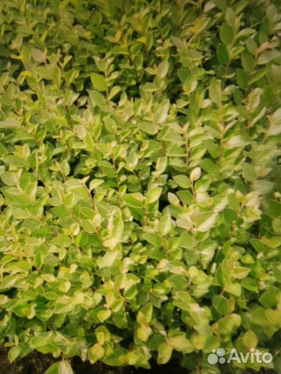 Продам саженцы кизильника блестящего