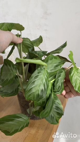 Маранта emerald beauty / silver band