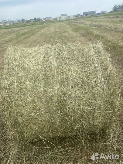 Сено урожай 2024