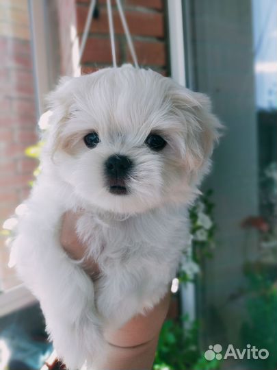 Мальтезе щенки