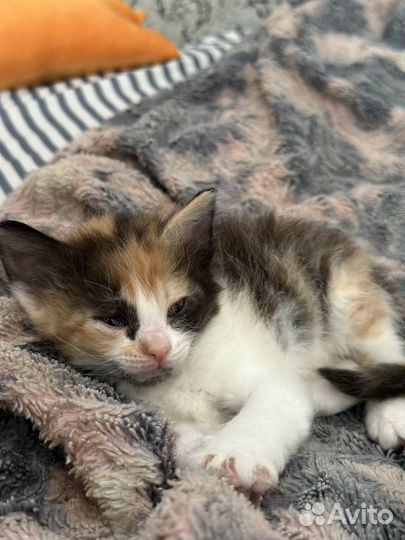 Кошки донской сфинкс