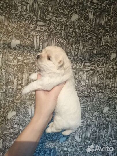 Интересные щенята