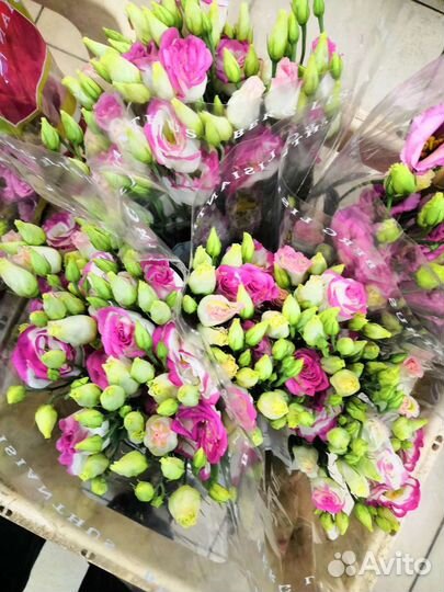 Эустома. Лизиантус. Оптом и в розницу