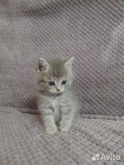 Отдам котят в добрые руки. Осталось 4 котёнка