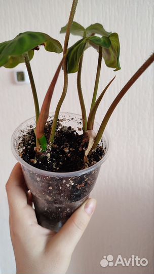 Филодендроны, ч. 1