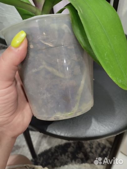 Стандарт орхидеи