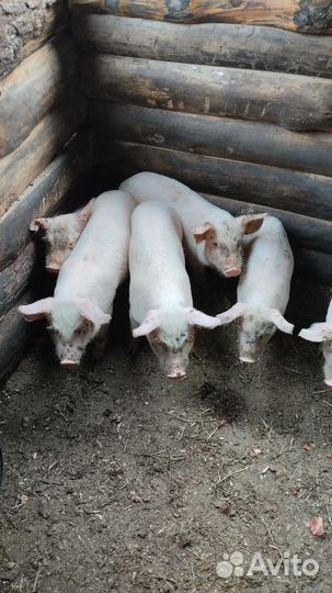 Поросенок ландрас
