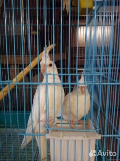 Корелла попугай безщекая