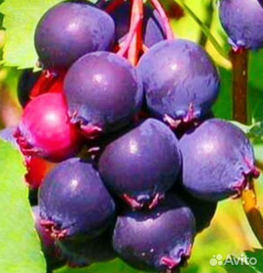 Ирга большие саженцы