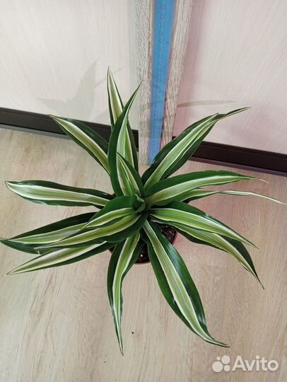 Комнатные растения. Драцена Малайка