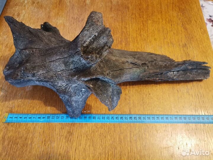 Коряга мангрового дерева