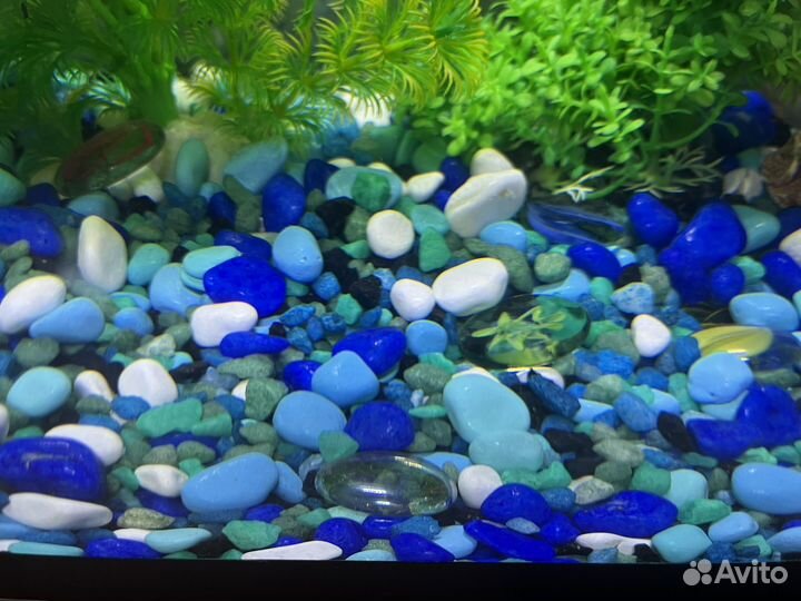 Содержимое аквариума