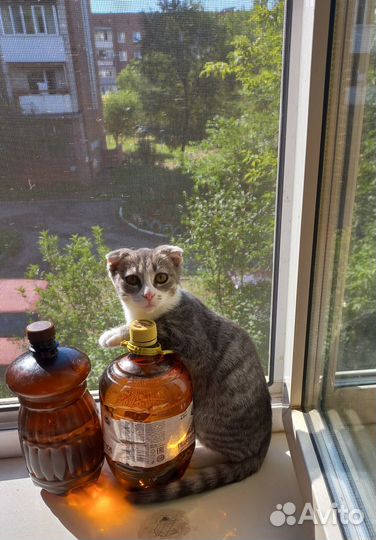 Котенок мальчик