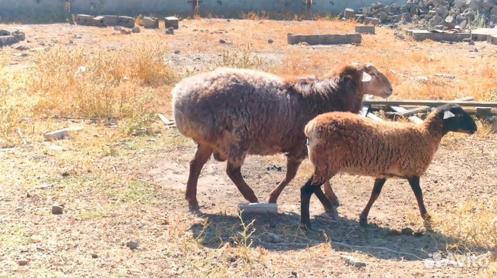 Баран гиссар на племя