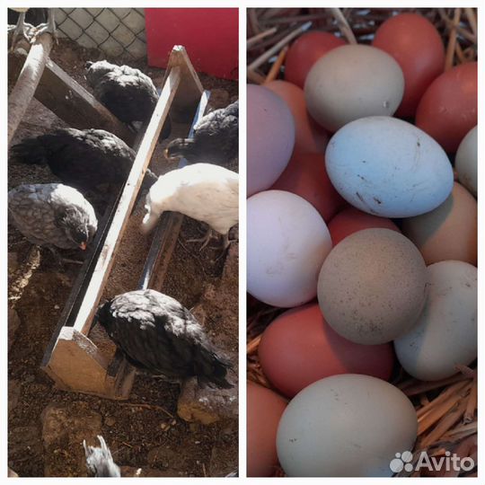 Молодые петухи