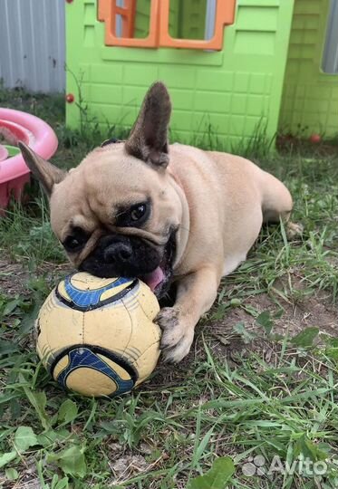 Гостиница для собак сара