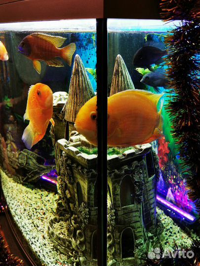Аквариум Tetra 130 литров с рыбами