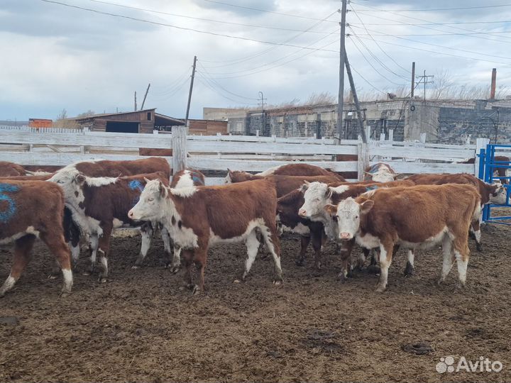 Нетель, телка