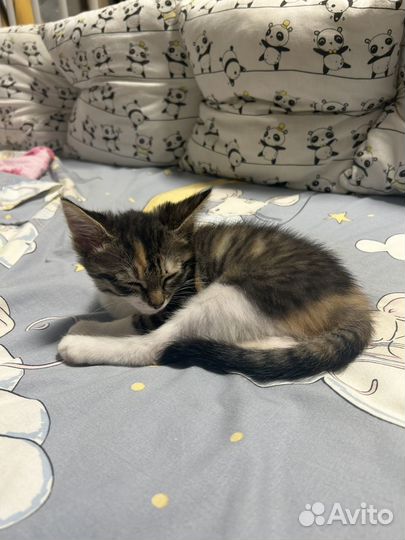 Котенок девочка бесплатно