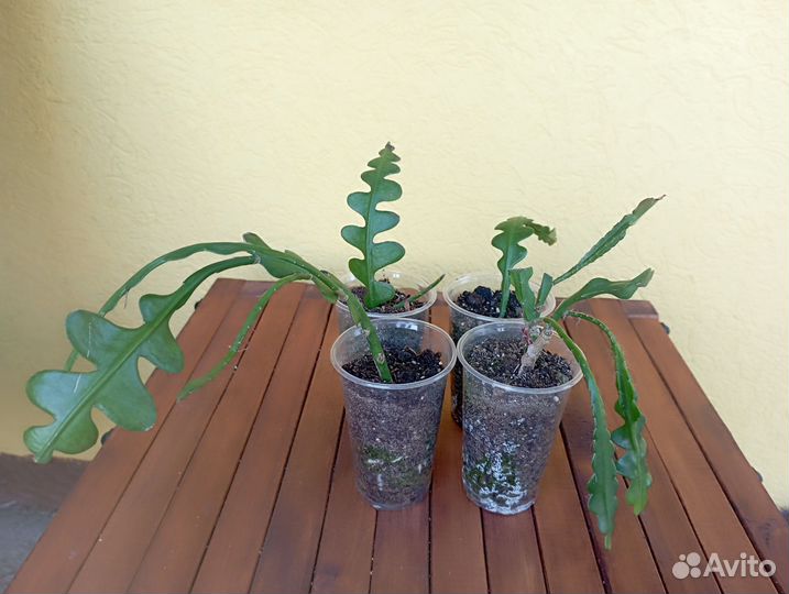 Эпифиллум ангулигер