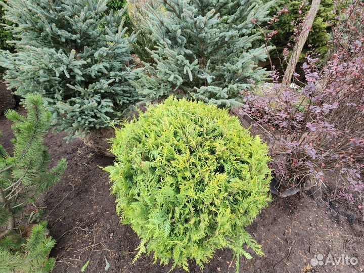 Туя брабант шар