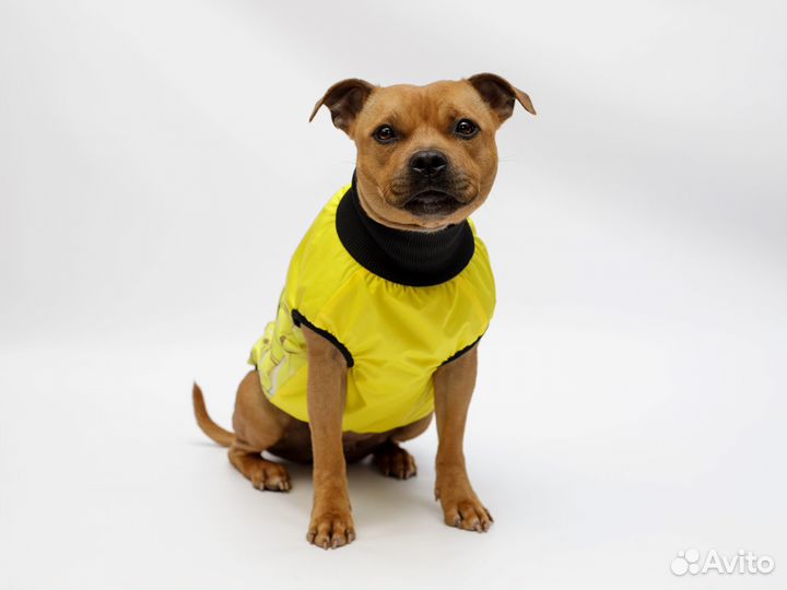 Жилетка для собак