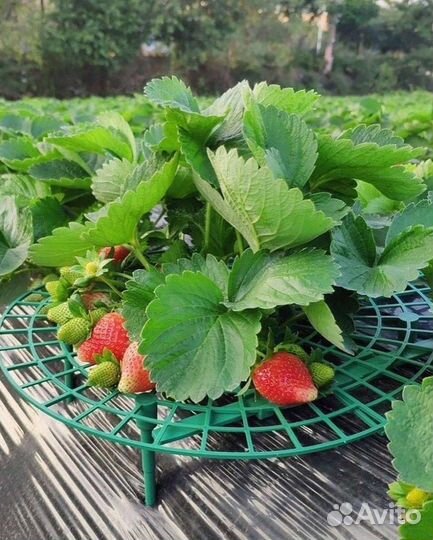 Ремонтантная клубника 