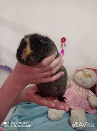 Морская свинка