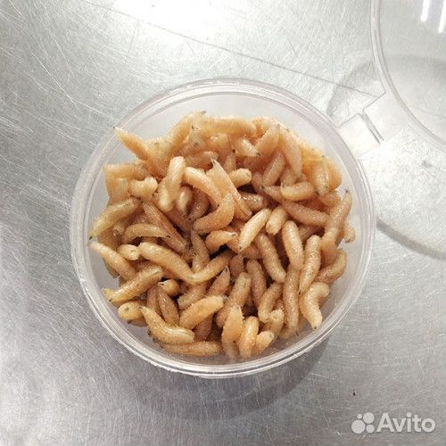 Опарыш для рыбалки