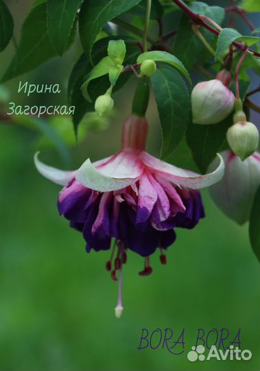 Сортовые фуксии