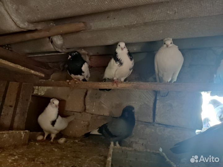 Продажа голубей николаевские
