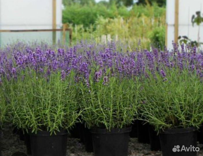 Лаванда