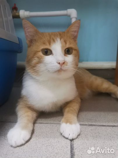 Кот. В добрые руки