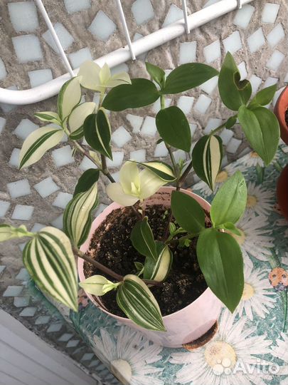 Комнатные растения