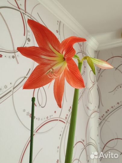 Комнатные растения. Гиппеаструм