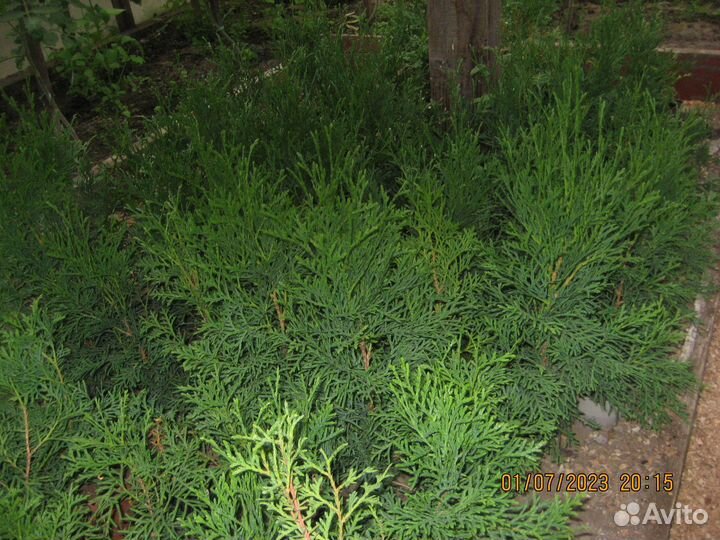 Саженцы туи западной