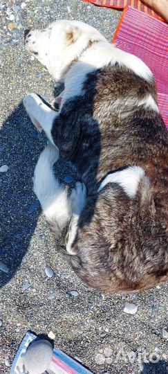 Собака в добрые руки отдам бесплатно