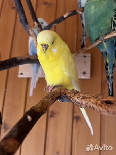 Выставочные волнистые попугаи (ввп чех)